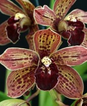 PINATA SANBAR BLACK HOLE JC'AOS